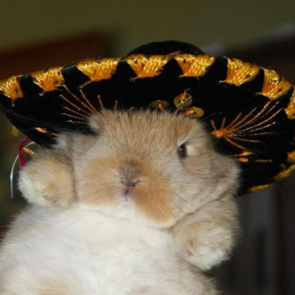 Meet your Posher, Rebekah